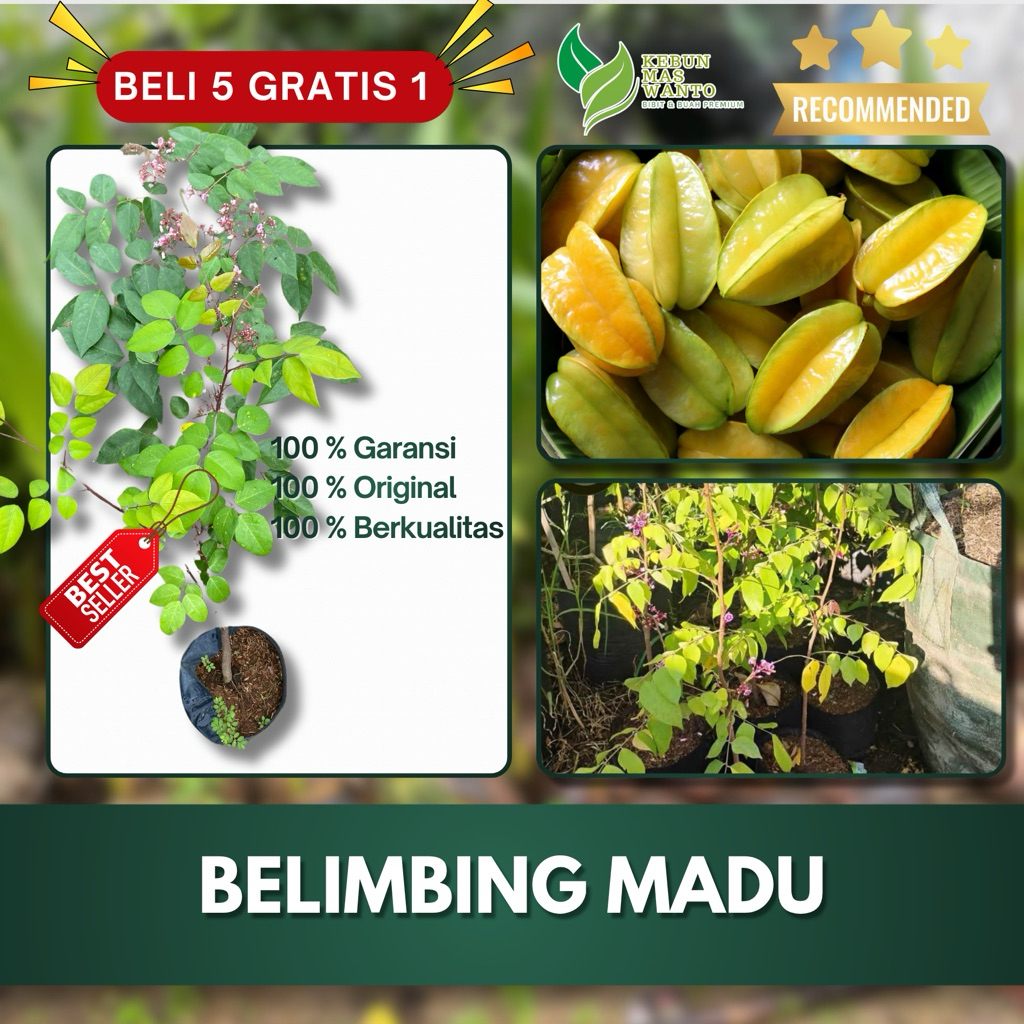 BIBIT BUAH BELIMBING VARIETAS MADU HASIL OKULASI-BIBIT BELIMBING MADU-BIBIT BUAH BELIMBING MADU