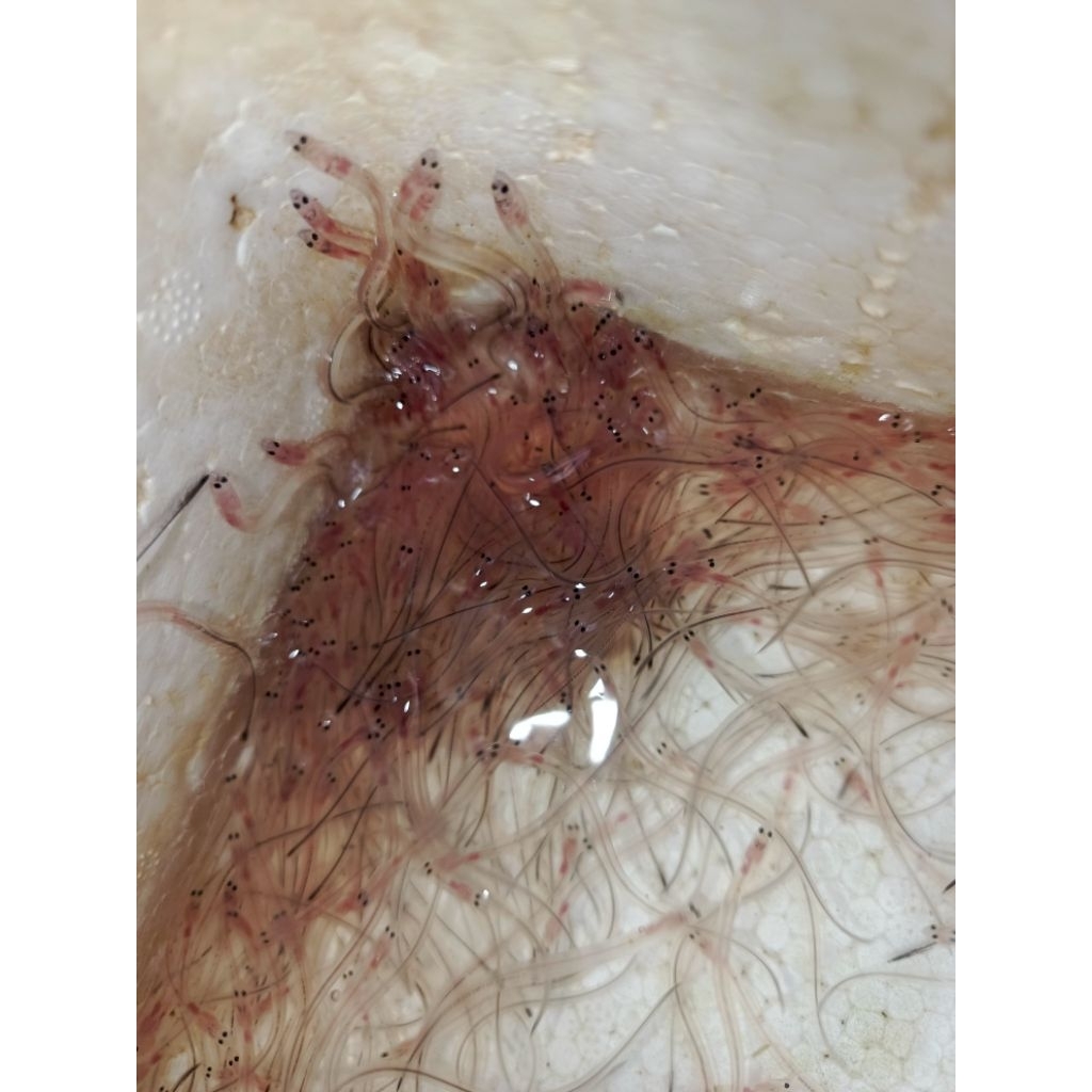 bibit sidat glass eels 100 ekor jenis bicolor