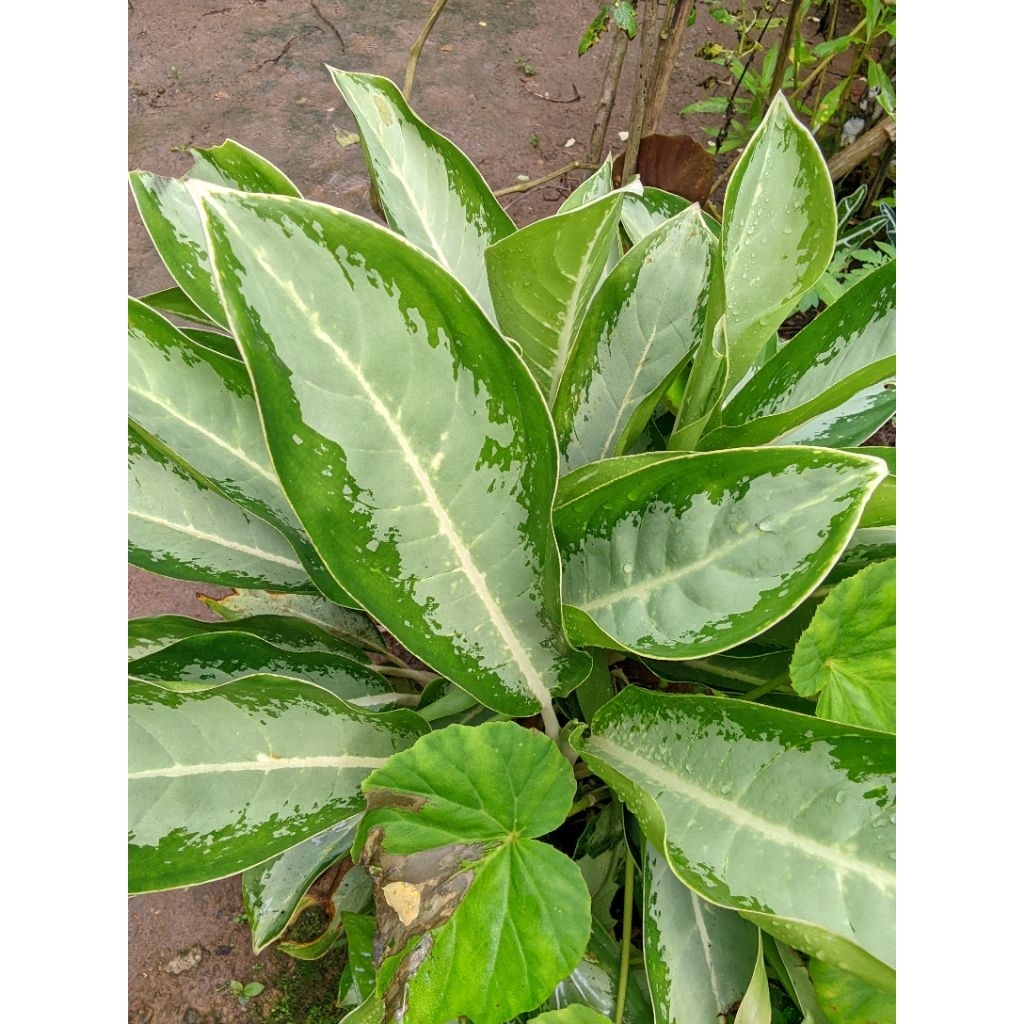 bunga aglonema diven silver indukan jumbo