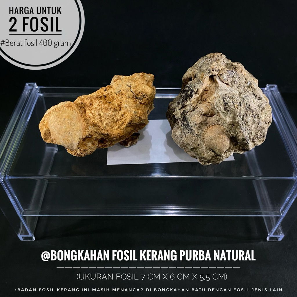 Bongkahan Fosil Kerang Purba atau Fossil Shell atau Fosil Kijing atau Fosil Keong Temuan