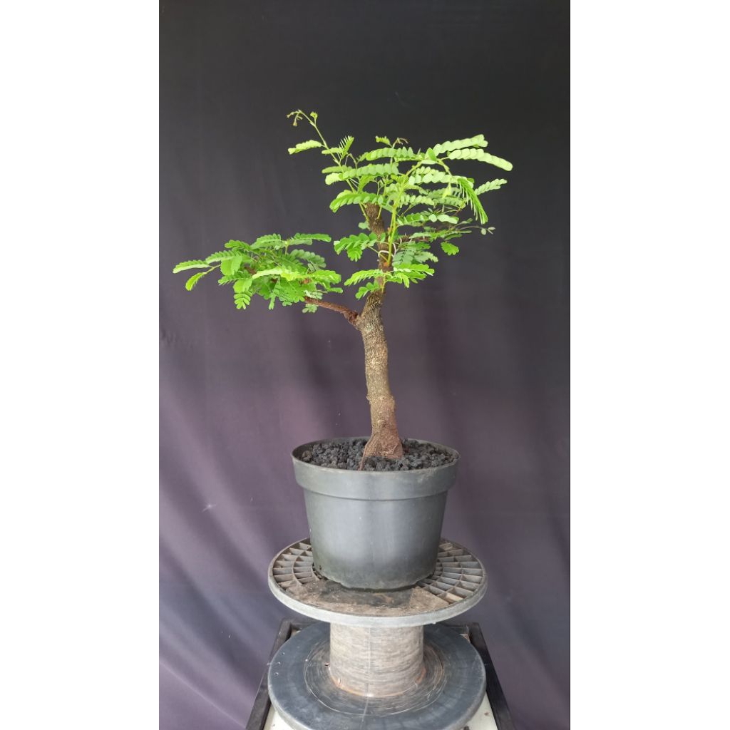 BONSAI POHON ASEM JAWA/TAMARINDUS INDICA