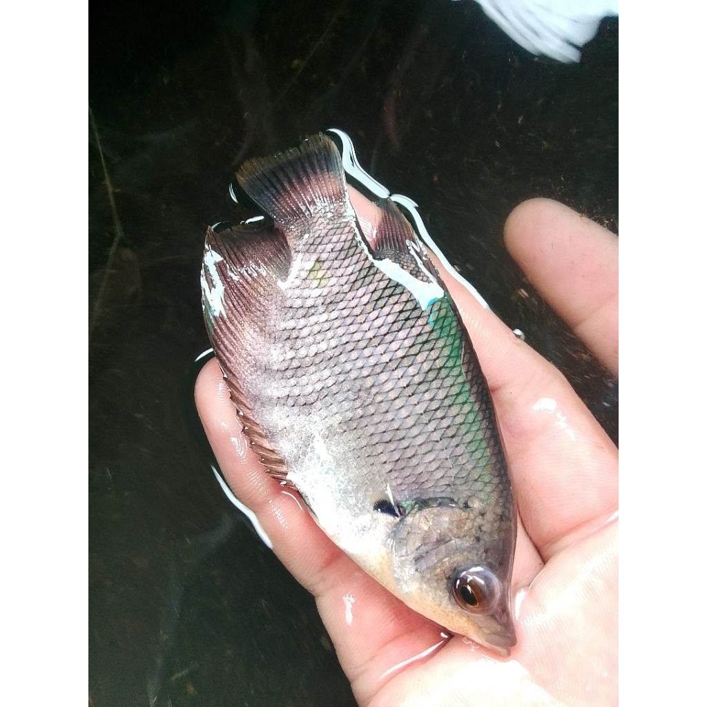 bibit ikan gurame ukuran korek kayu full