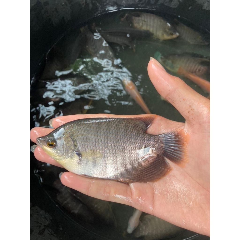bibit ikan gurame soang size 3 jari ikan super sehat lincah & gemuk dan berkualitas ( isi 21 ekor)