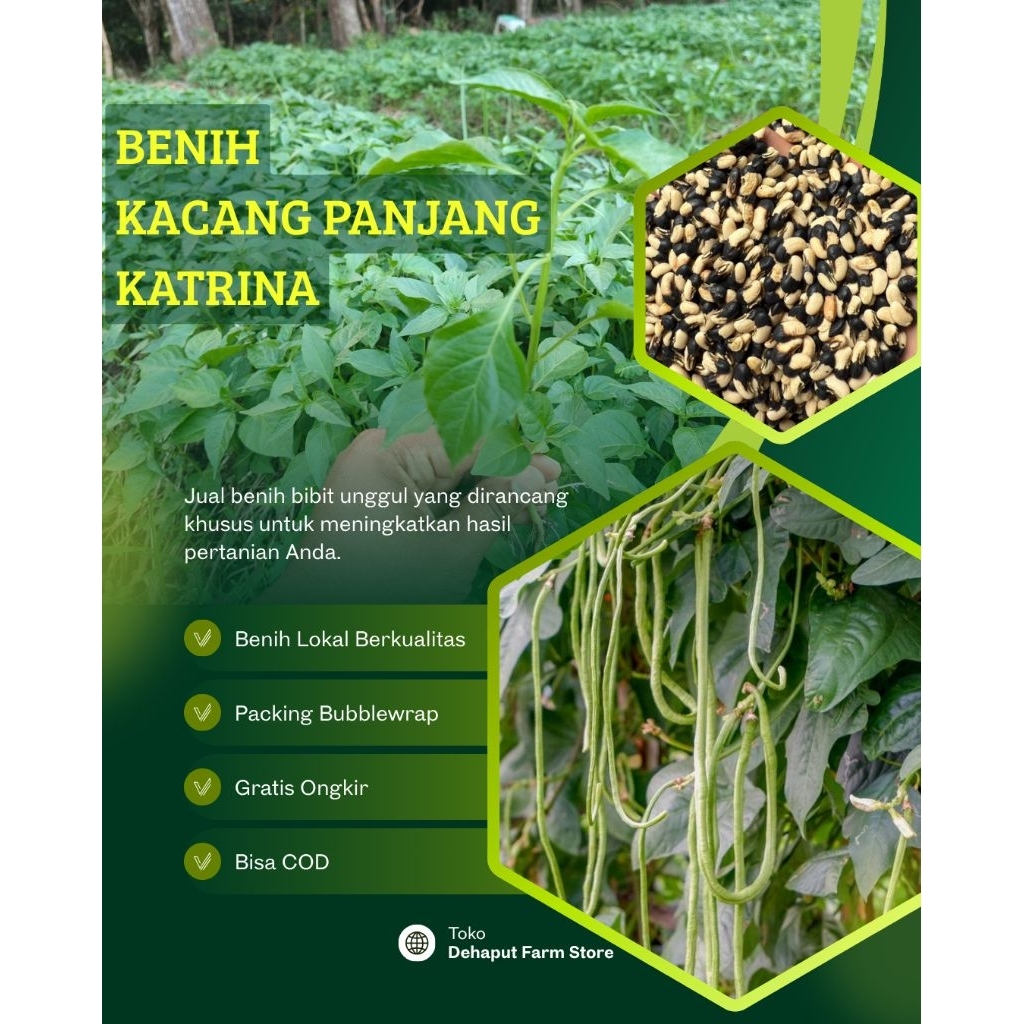 Benih Unggul KACANG PANJANG KATRINA (1000 biji)