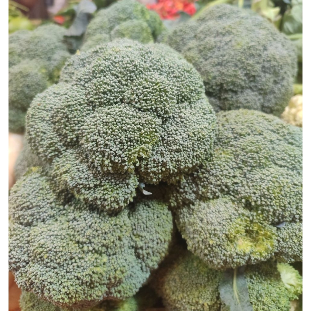 Brokoli import segar