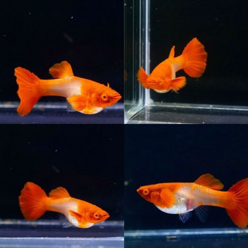 aksesoris Guppy albino koi Red Ear