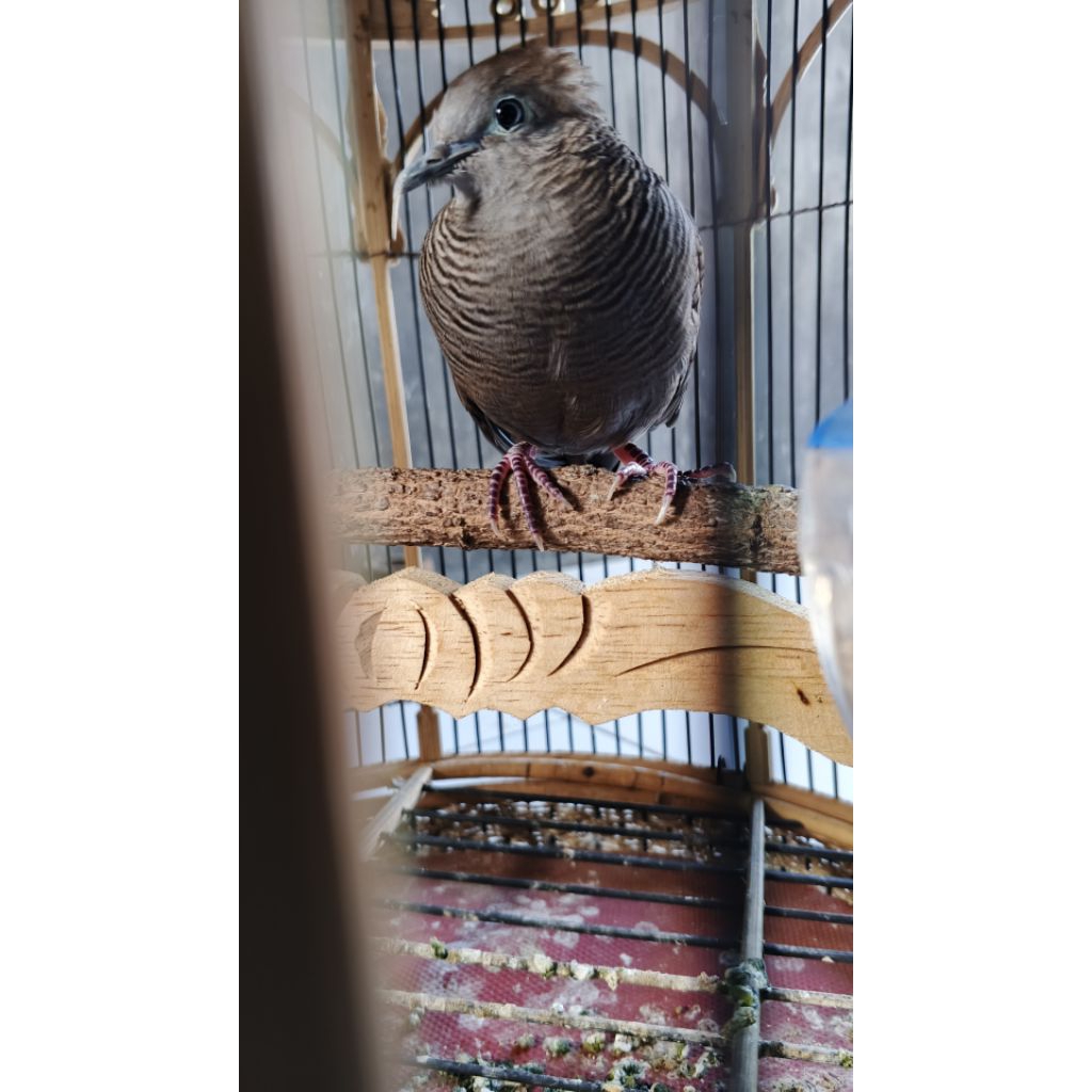 perkutut cemani mojopahit jantan dewasa