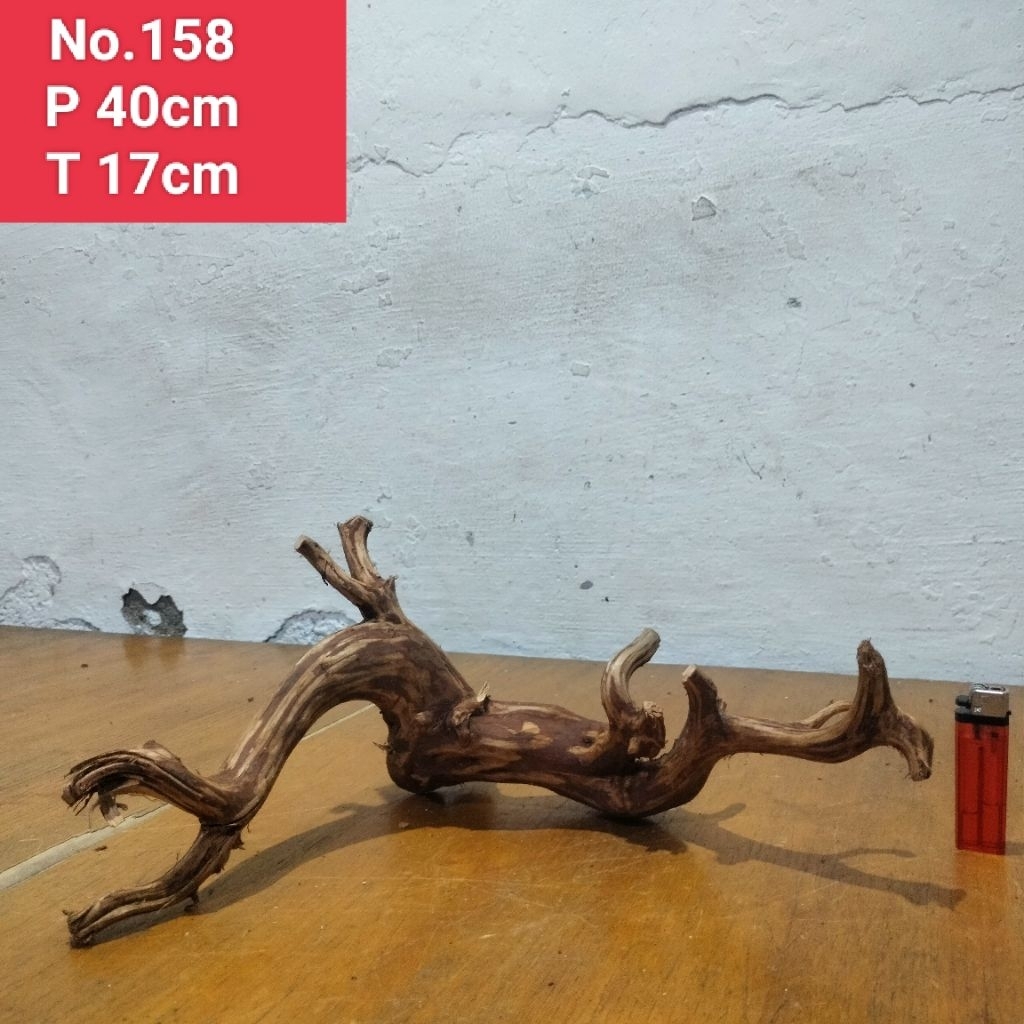 bonggol akar Rasamala akar aquascape aquarium 158