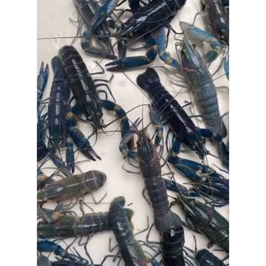 Benih lobster air tawar size 2 inch