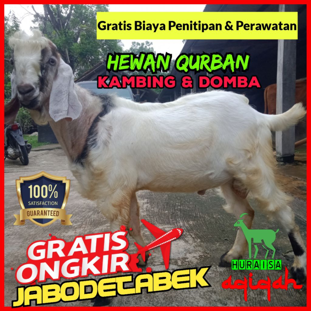 [NOTA DoKa HIDUP] Kambing Qurban / Kambing Aqiqah / Domba Aqiqah / Kambing Murah / Aqiqah Murah / Ak