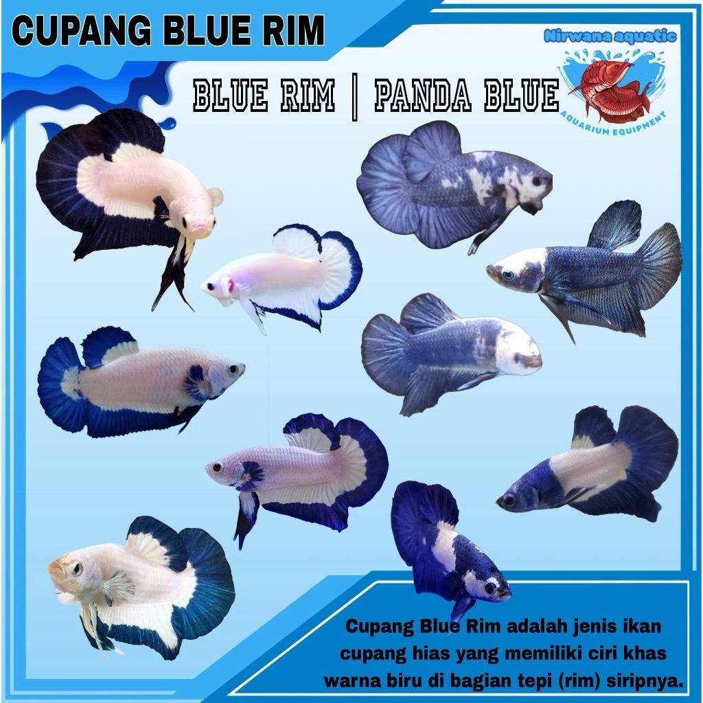 IKAN CUPANG BETTA BLUE RIM - PANDA BLUE