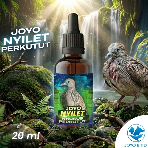 VITAMIN BURUNG PERKUTUT NYILET | OBAT BURUNG NYILET PERKUTUT | OBAT  BURUNG KURUS | PENAMBAH NAFSU M