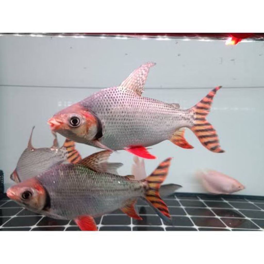 RED FEIFENG SIZE 20CM