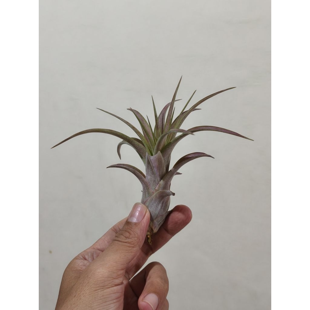 Tillandsia Love Knot - Tanaman Hias - Air Plant