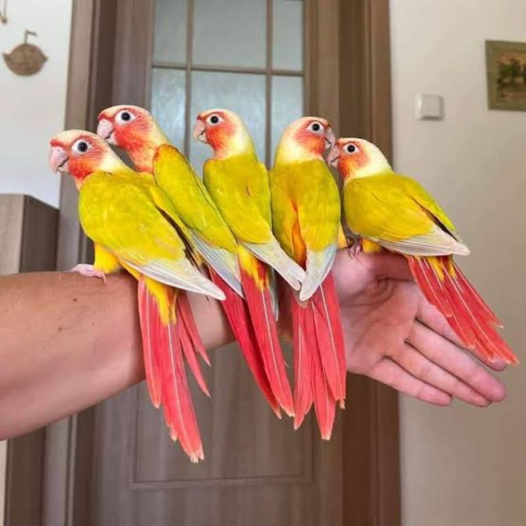 SunCheek Sunkist Conure Parrot Burung Paruh bengkok jinak pintar lucu
