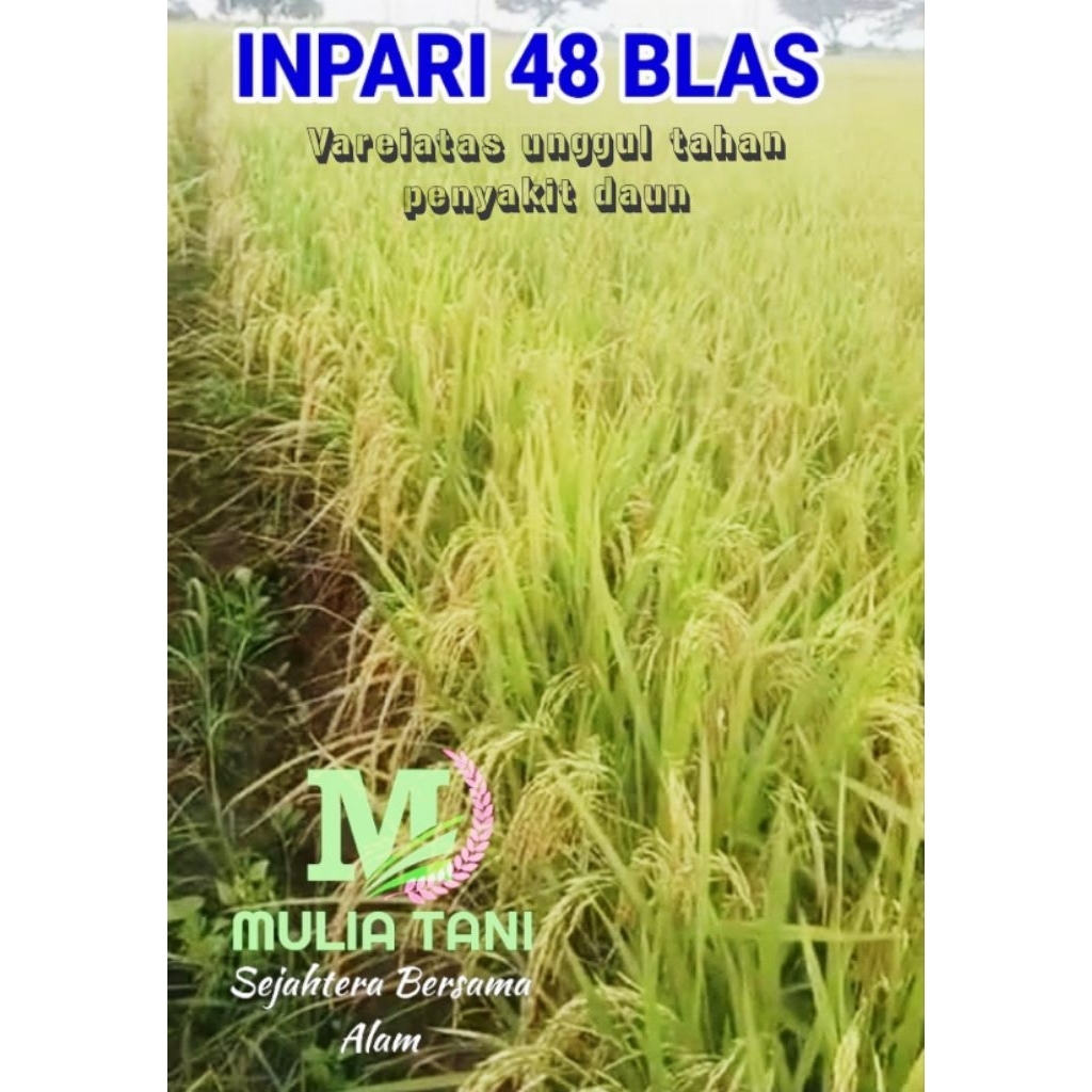 Benih Padi Super Varietas Unggul Inpari 48 blas (5kg)