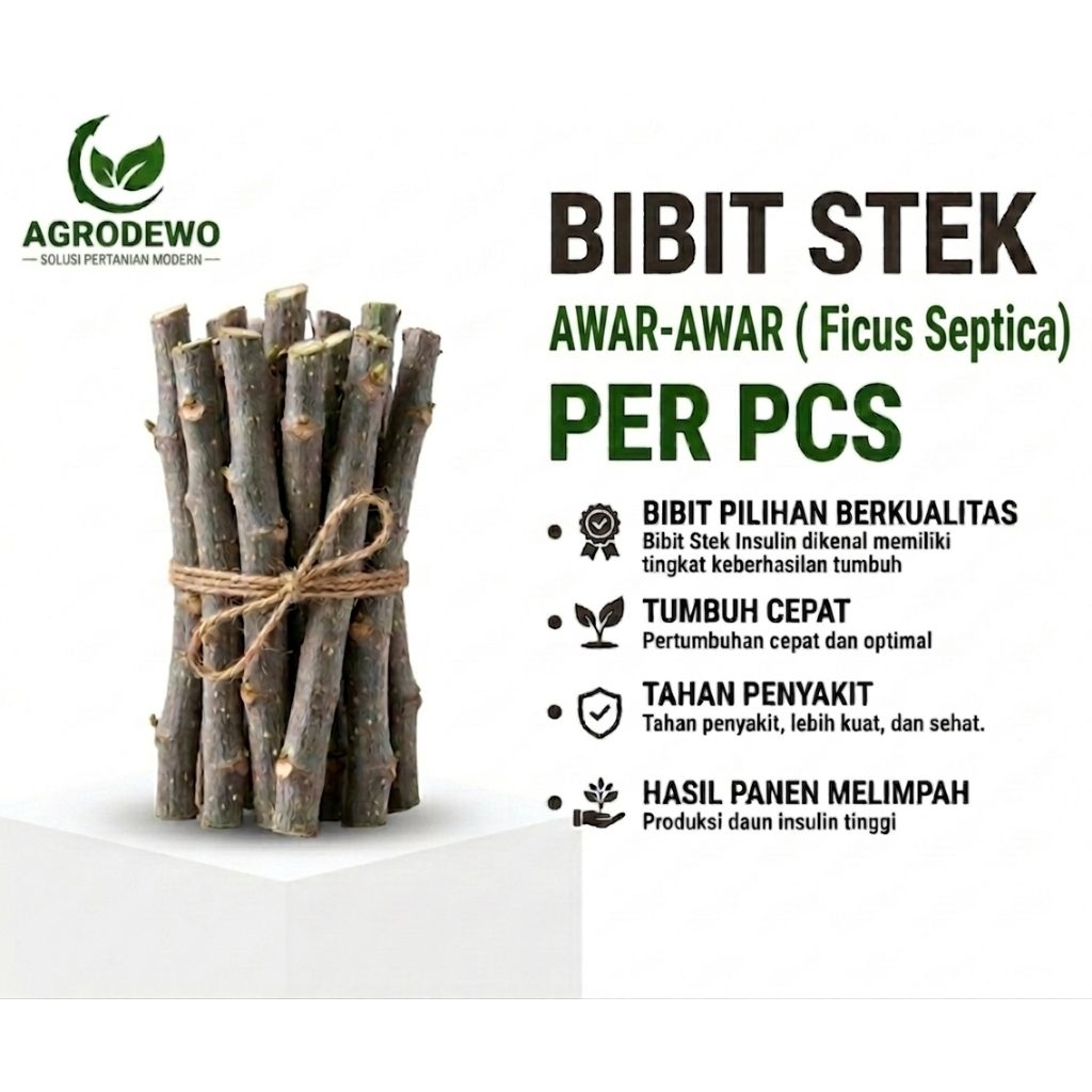 Bibit Stek Ficus Septica • Unggul  • Tanaman Obat & Hias