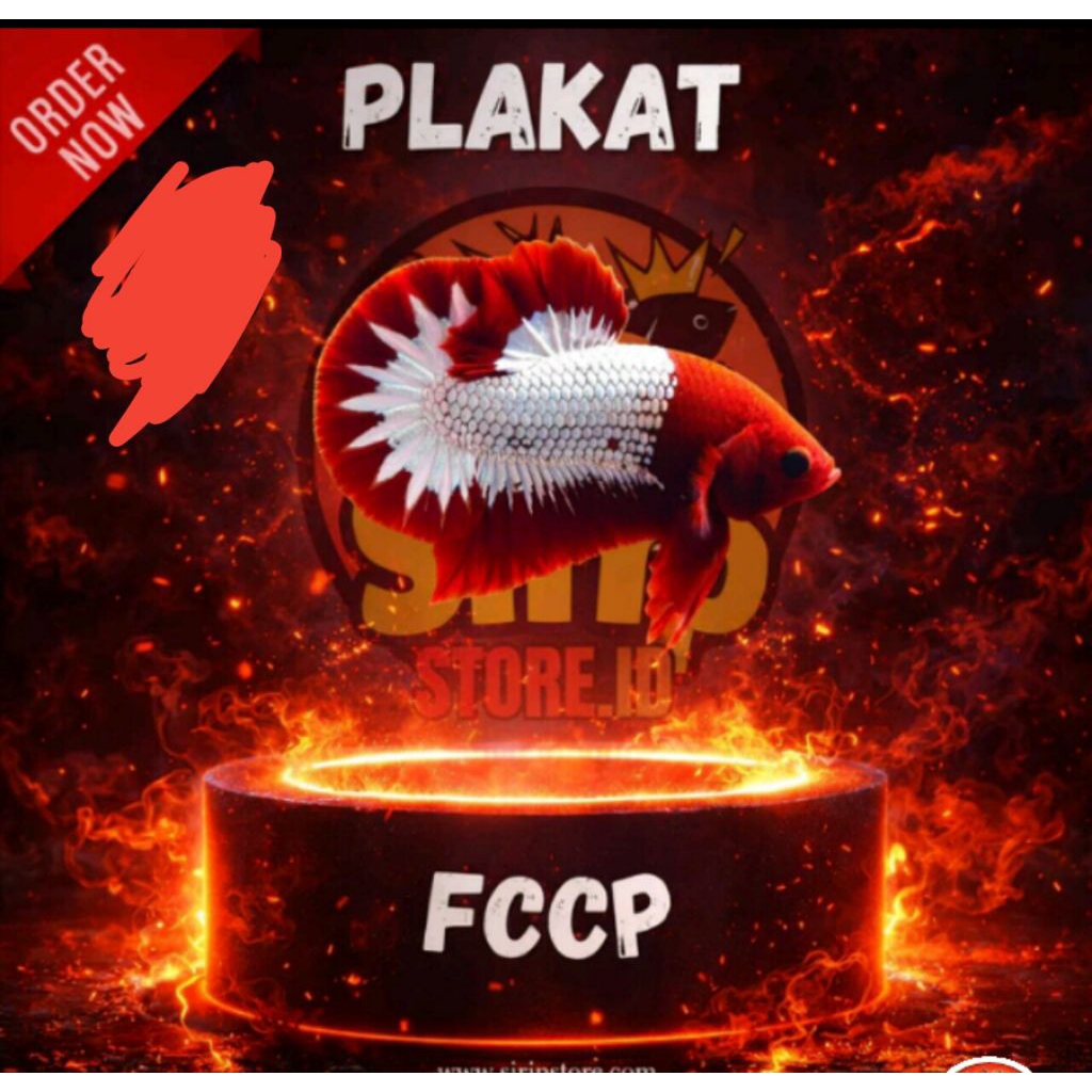 SEPASANG PLAKAT FCCP RED HEAD KUALITAS TERBAIK BETINA FULL TELUR SIAP.BRED