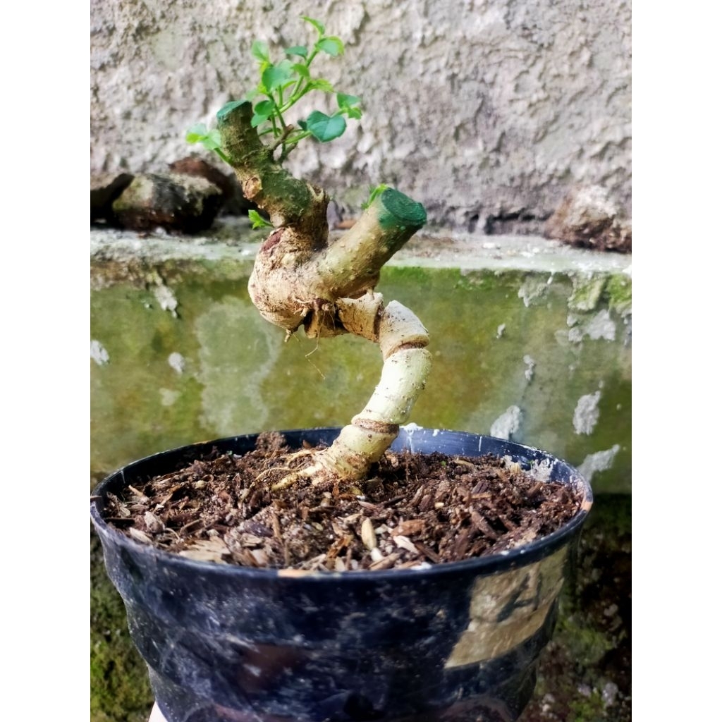 bahan bonsai serut meliuk