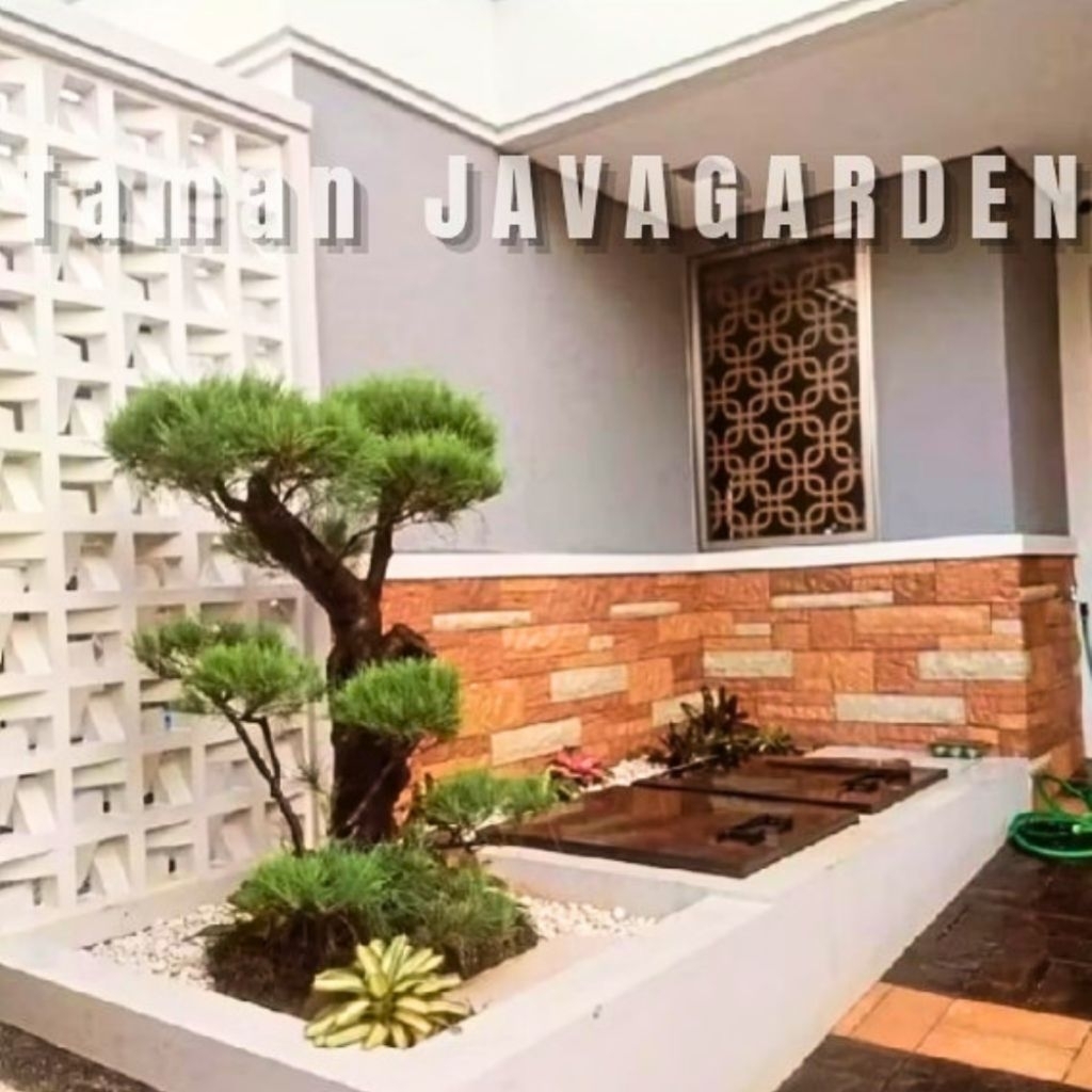 Taman kering Bonsai Cemara udang