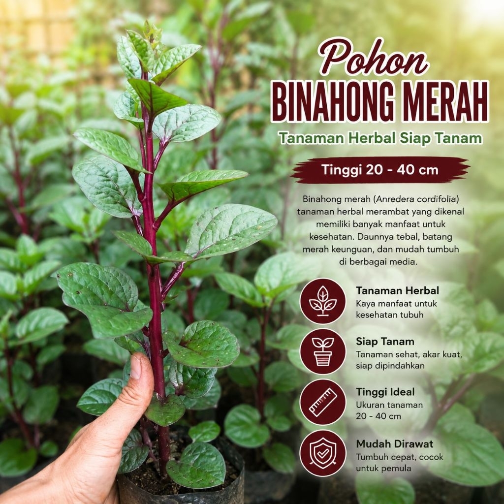 bibit binahong merah, tanaman binahong, bibit tanaman herbal, binahong merah siap tanam