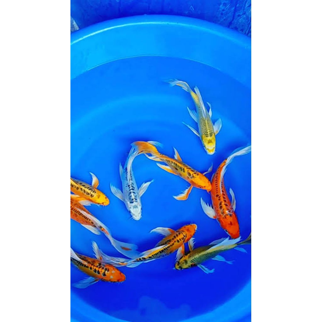 Koi Metalik Slayer Kumpai Gondrong - Paket 10 Ekor, Ukuran 8-10cm, Berkualitas