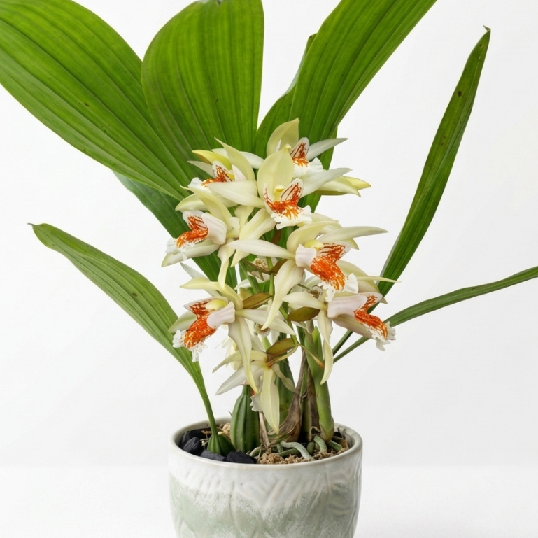 [ DEWASA ] Coelogyne asperata – Anggrek Mutiara Eksotis dari Kalimantan, Siap Berbunga!