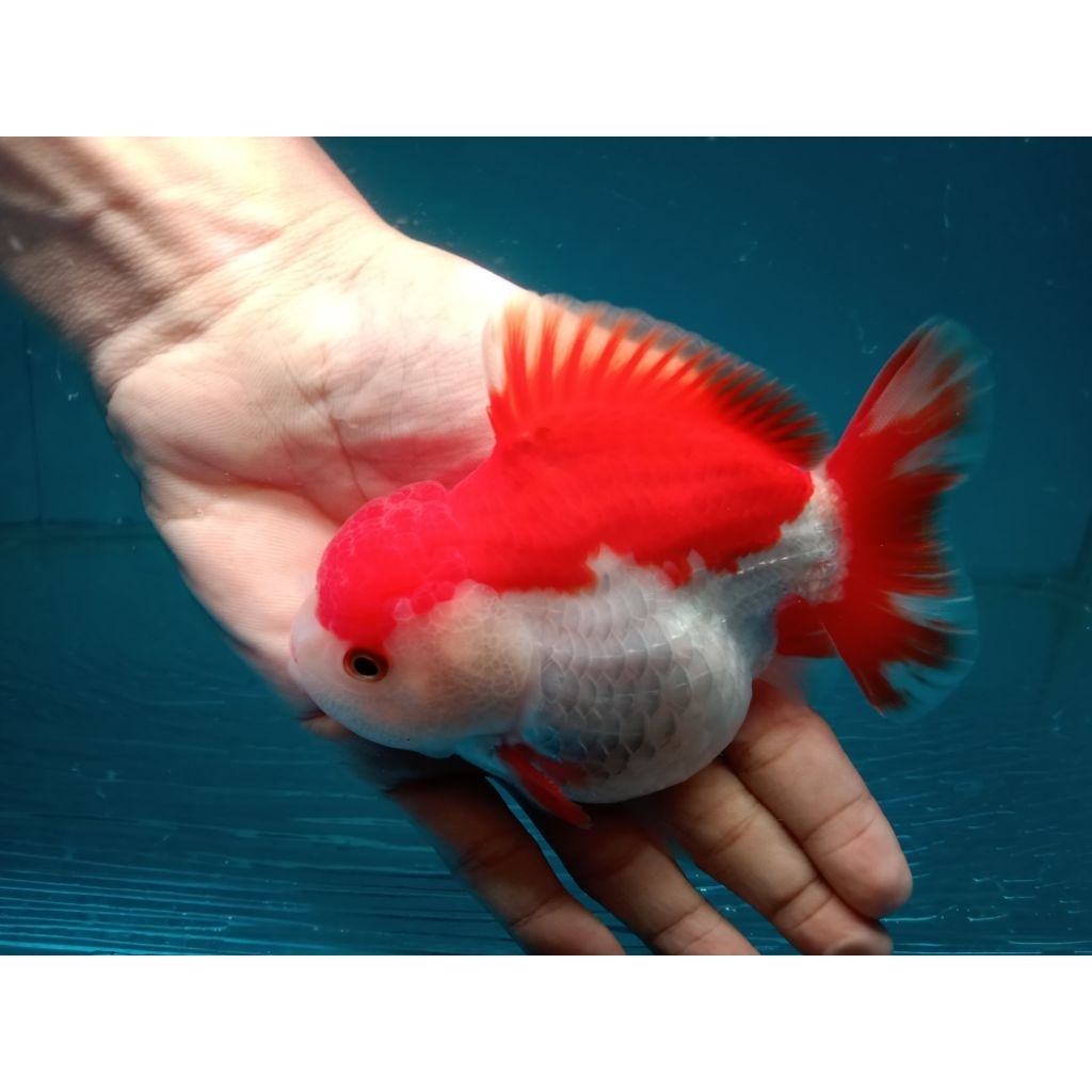 ikan Mas Koki Oranda Short Tail RW