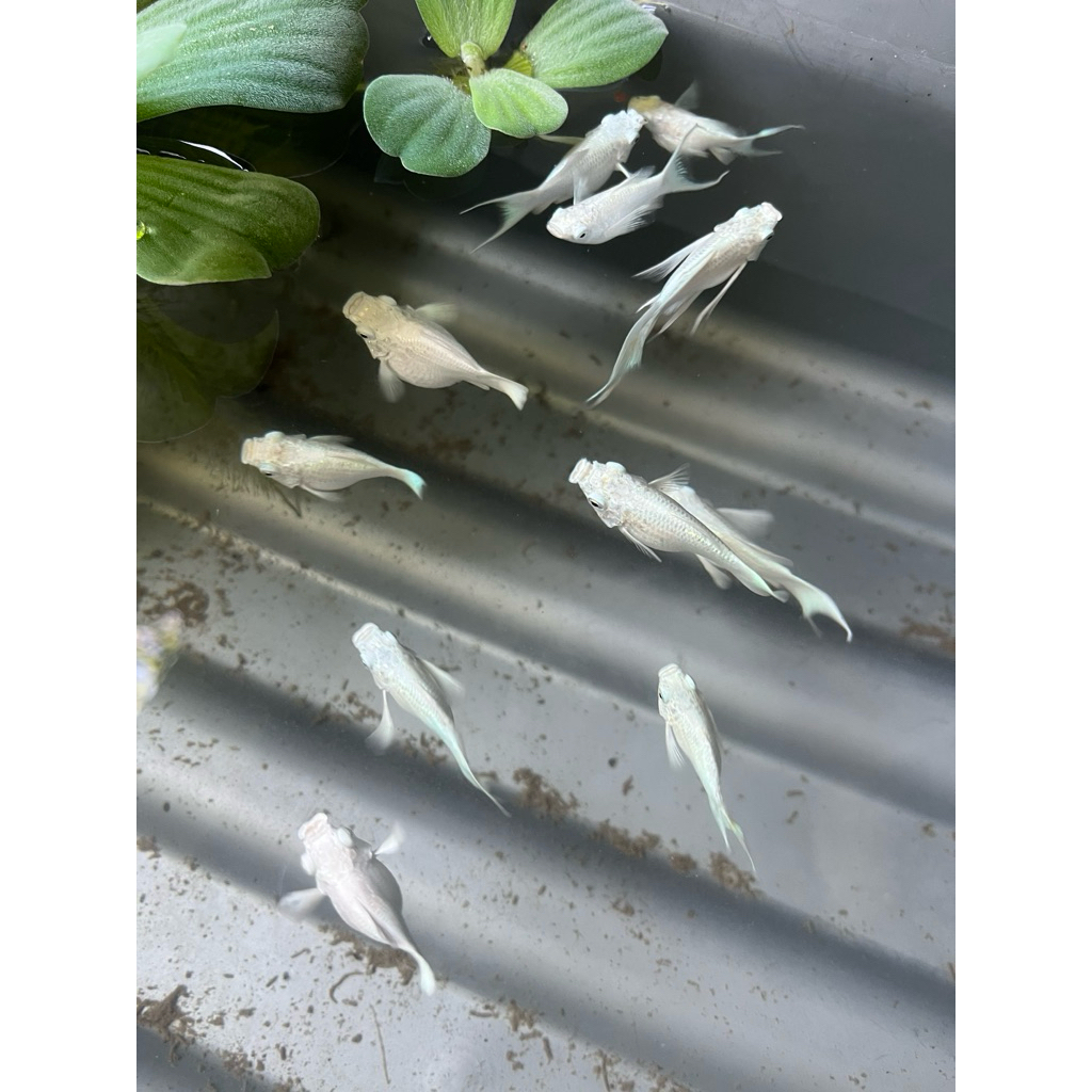 Ikan Molly Balon Platinum Cawang