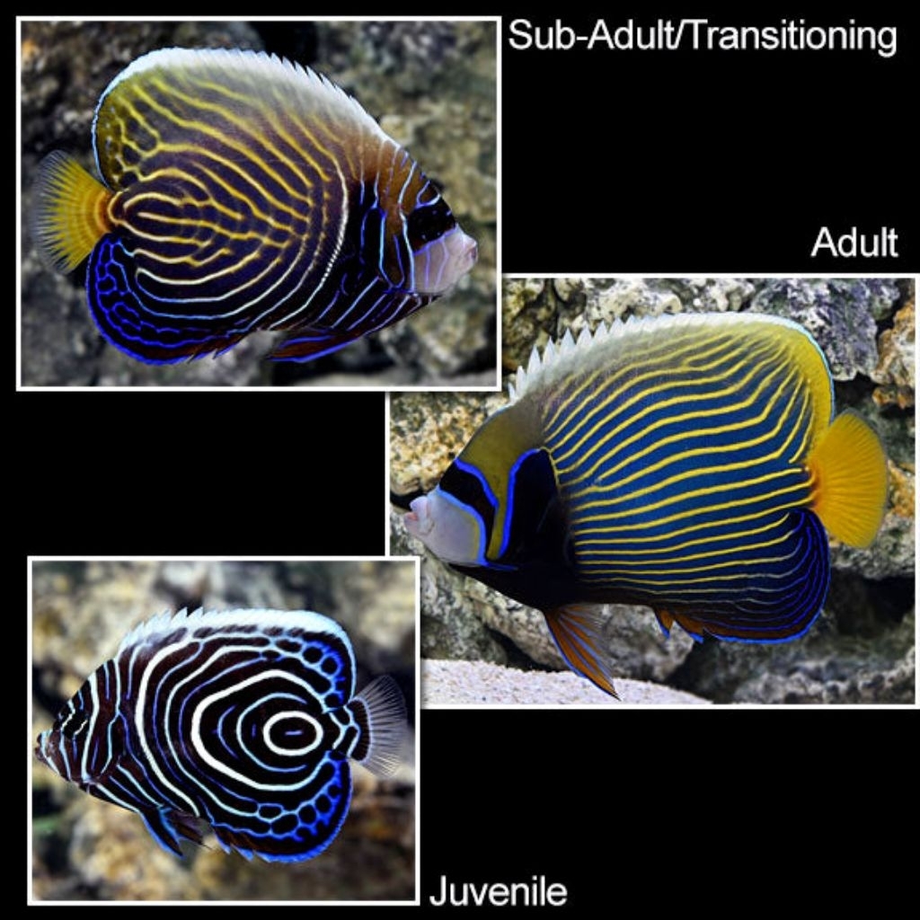 Ikan Hias Air Laut Angel Batman (Emperor Angelfish)