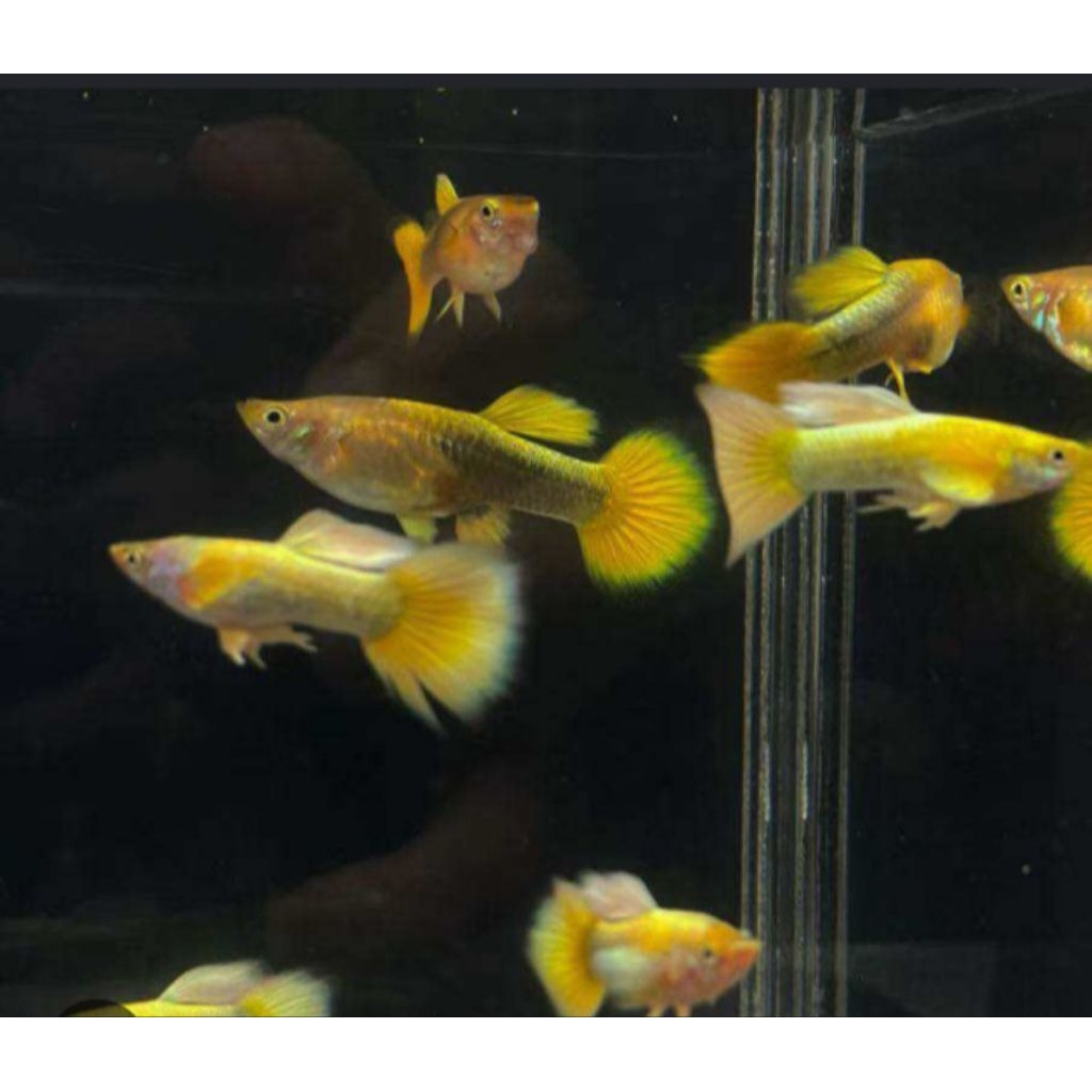 Guppy Gold Vietnam Full Metal Grade A+ Ekor Lebar - Ikan Aquascape Hias - Ikan guppy gold Grade A+