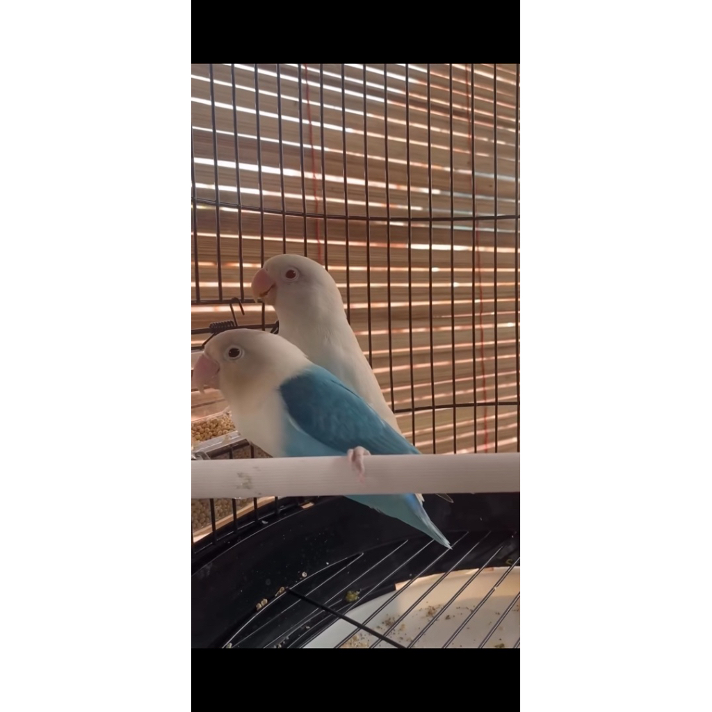 Lovebird Albino Mata Merah x Biola Blue Sepasang
