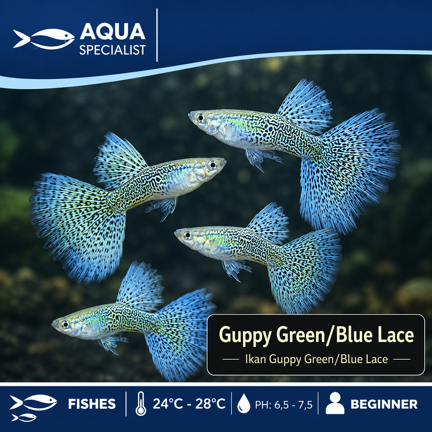 BELI 5 BONUS 1 - ikan hias guppy gupy gupi / Green Lace / Yellow Lace Guppy Big Tail