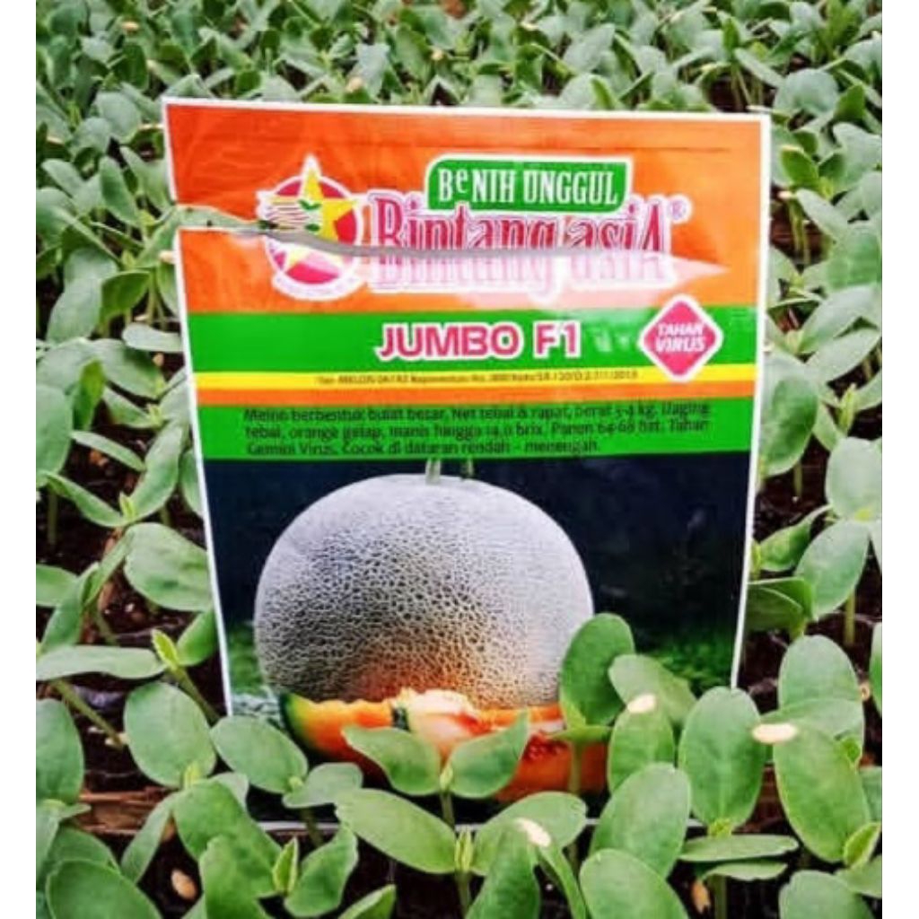 Benih Melon Bintang Asia Jumbo F1