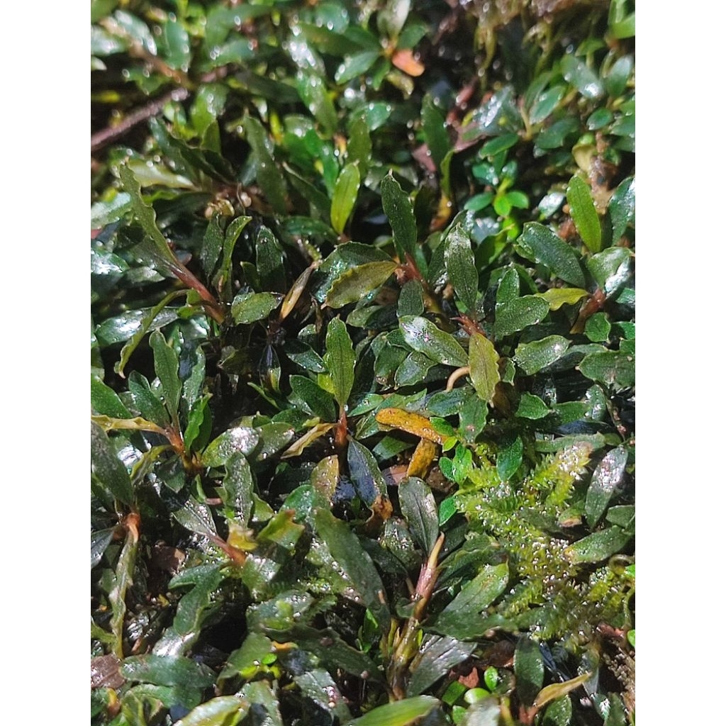 Bucephalandra super mini lb