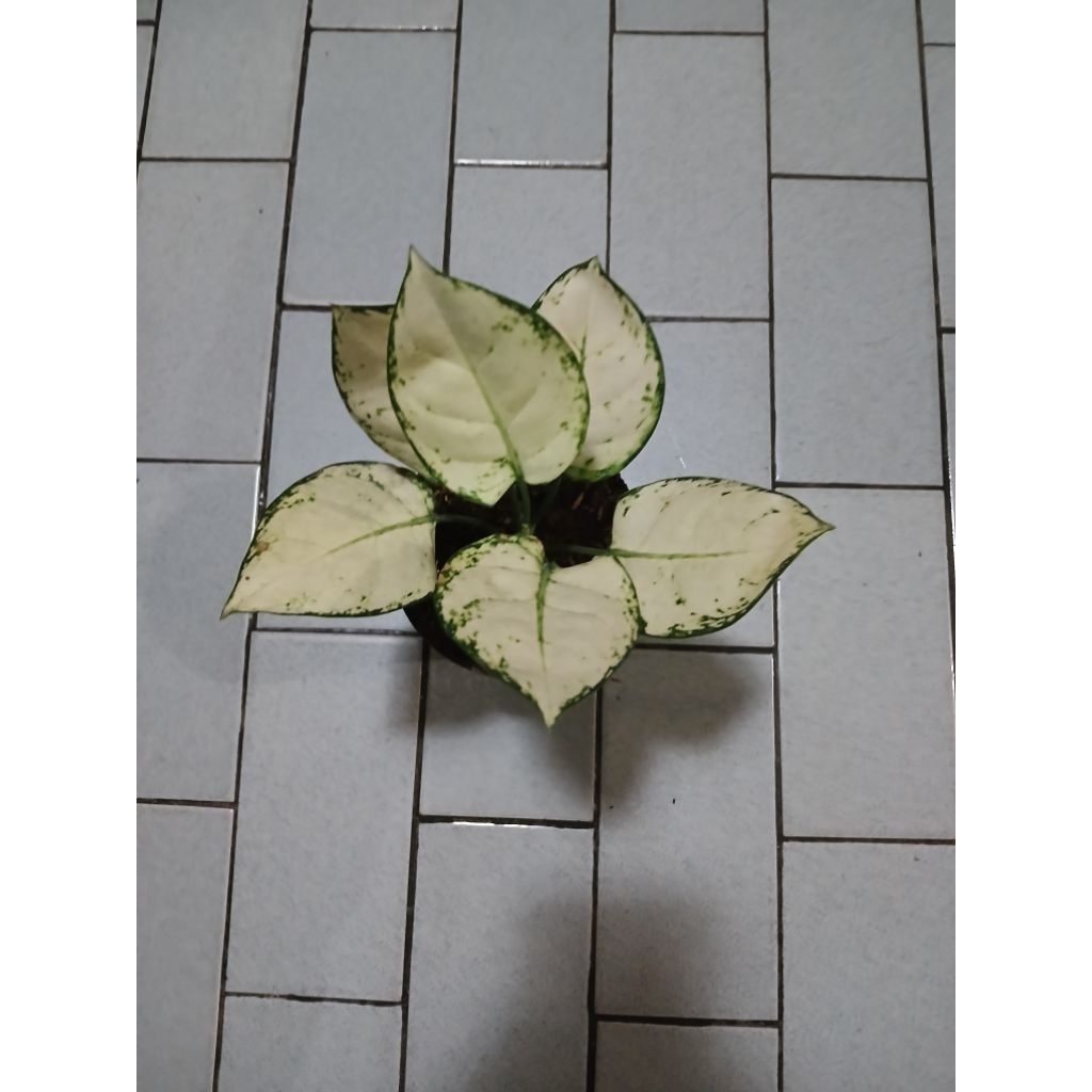 Aglaonema super White
