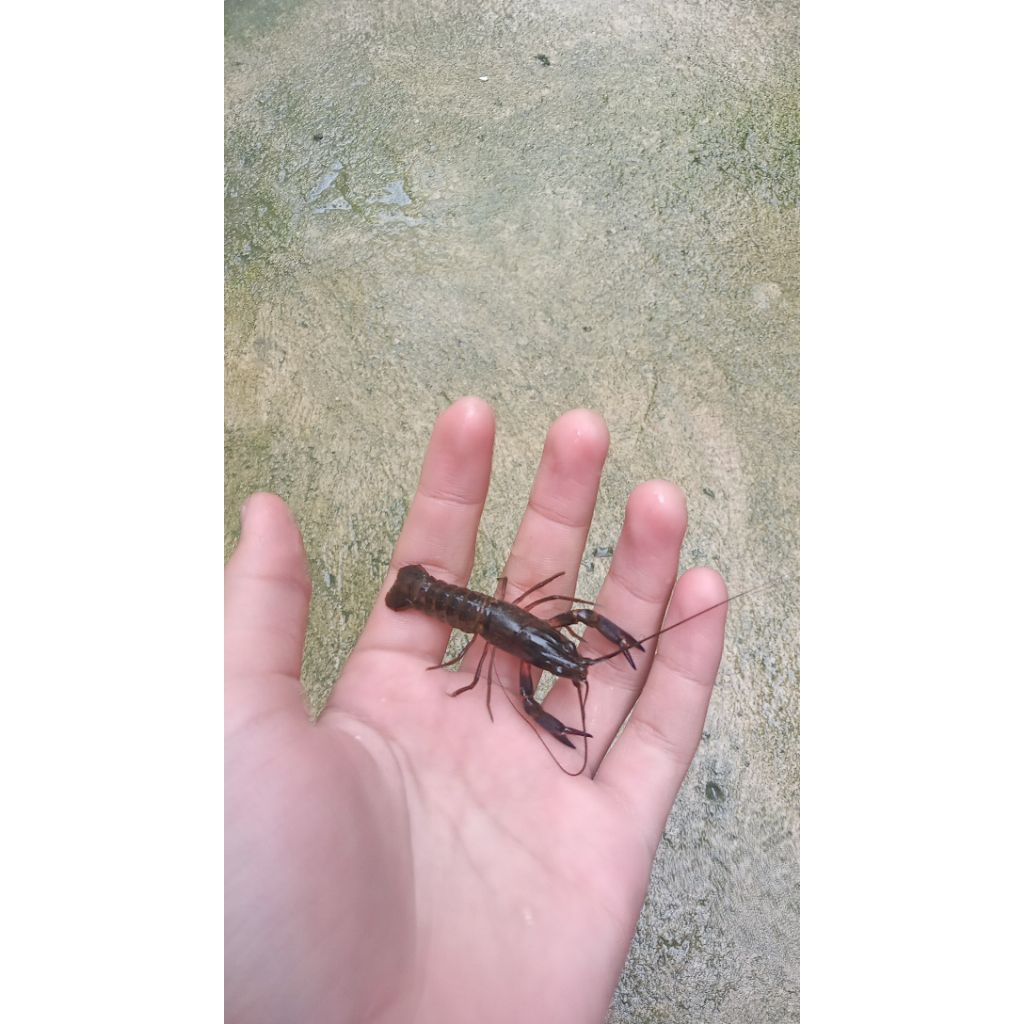 Lobster Air Tawar RED CLAW PEKANBARU ONLY