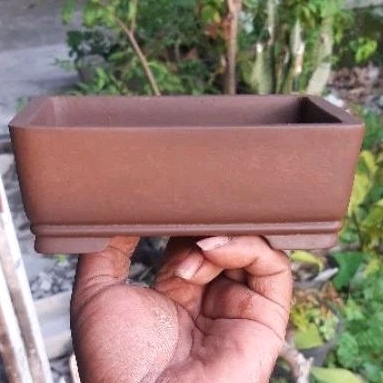pot bonsai mame / pot bonsai kontes mame pot bonsai