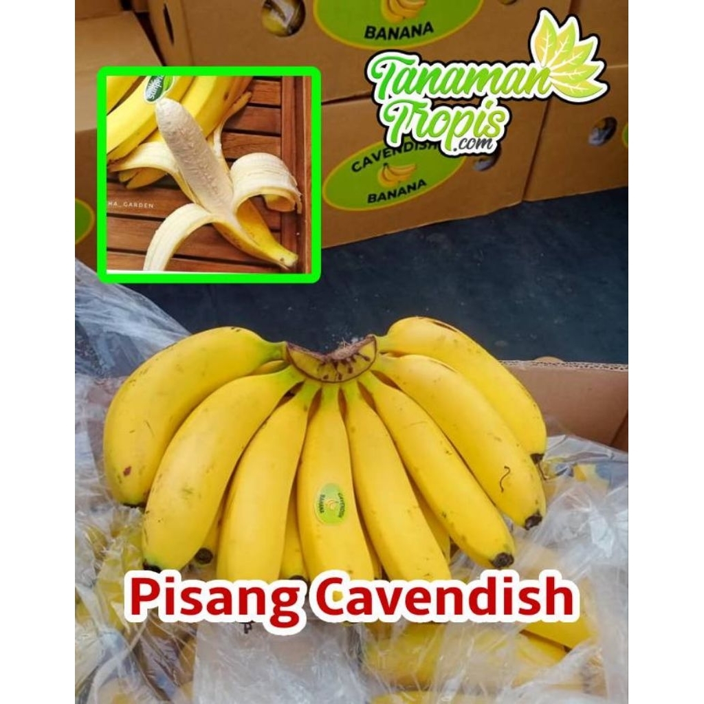 INSTAN LANGSUNG KIRIM PISANG CAVENDISH 1SISIR