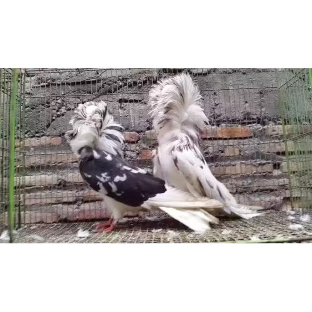 Induk Burung Merpati Jacobin Indukan Merpati Hias Dewasa pasangan