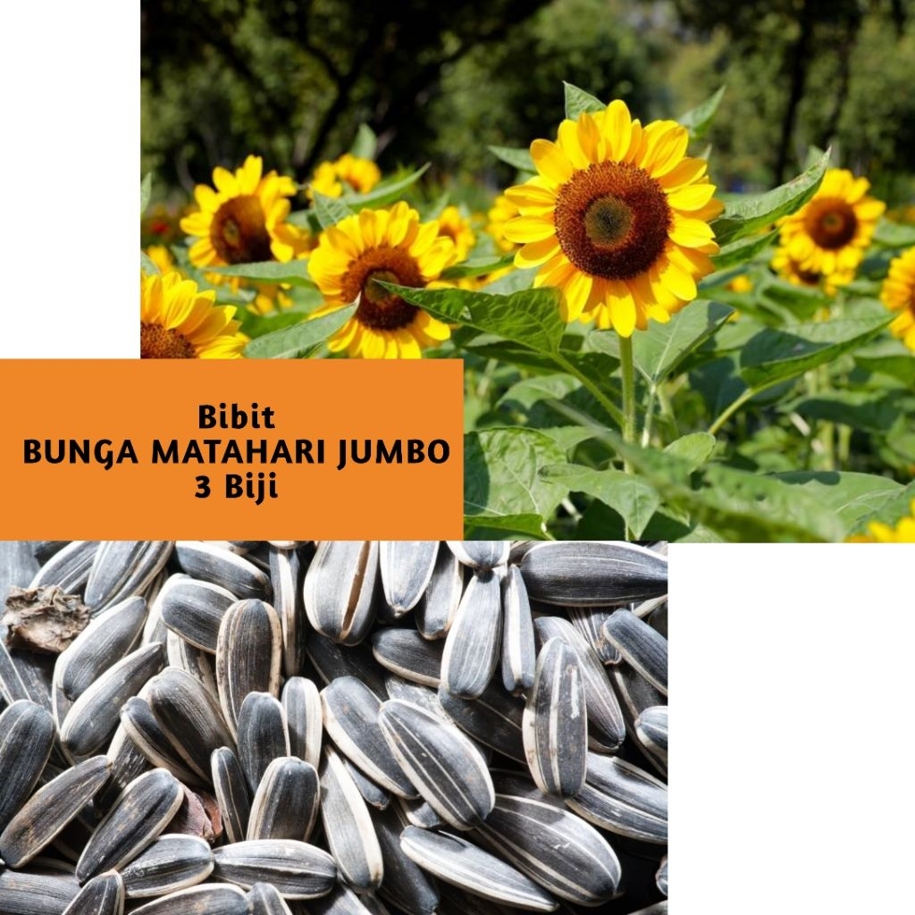 3 Biji Bibit Benih Bunga Matahari Jumbo