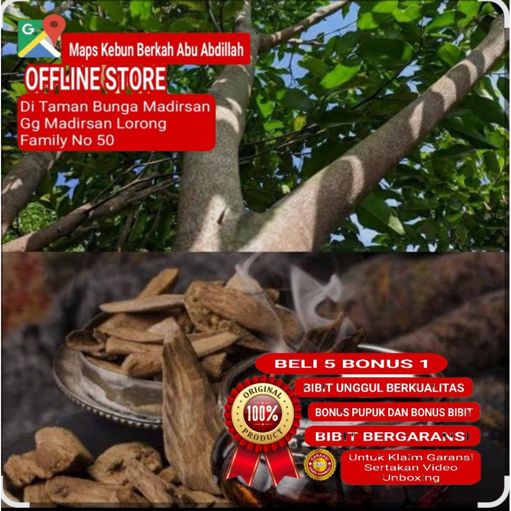 Bibit Pohon Kayu GAHARU Asli Kualitas Super Unggul