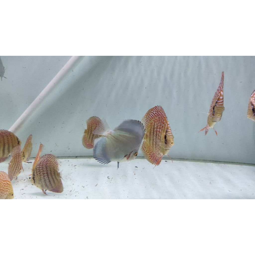 Ikan Hias Akuarium Discus Blue Diamond 2in