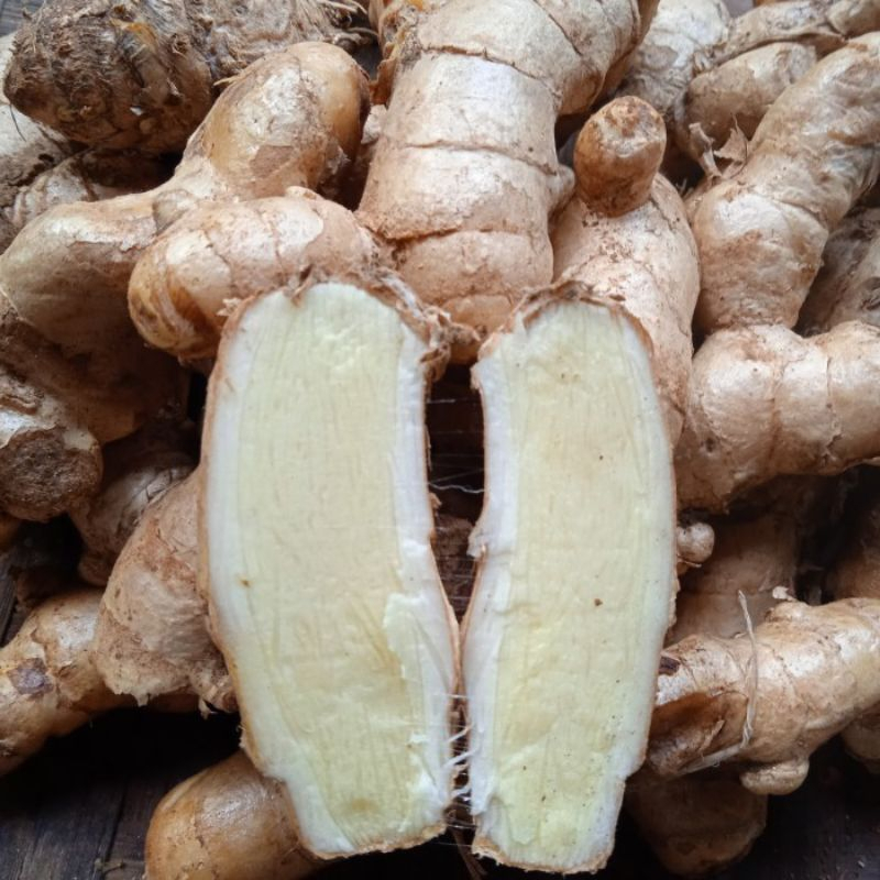 Kunyit Putih Segar 1 kg - Manfaat Kesehatan, Anti-Inflamasi, Aroma Harum