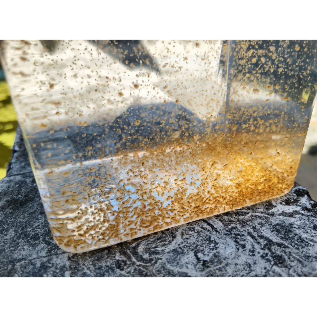 starter kutu air daphnia magna