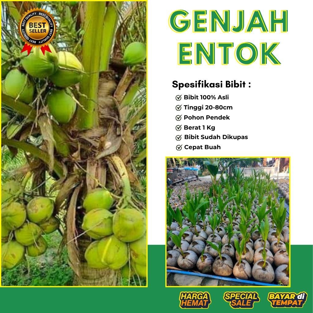 TERBAIK  Bibit Kelapa Genjah Entok, Bibit Kelapa Genjah Entok Bersertifikat, Bibit Kelapa Genjah Ent