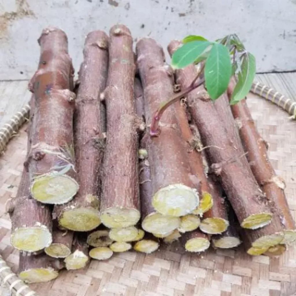 BIBIT STEK BATANG SINGKONG KEJU - 10 BATANG