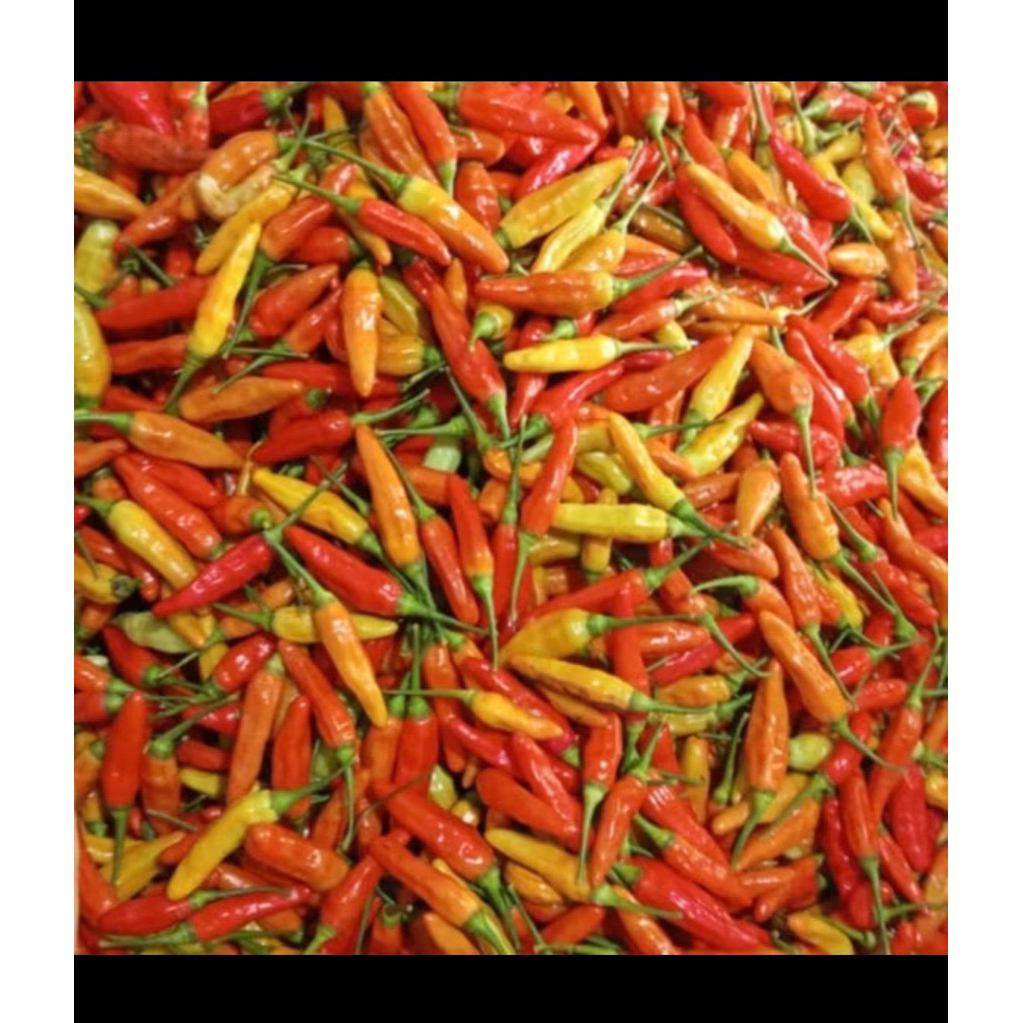 instan cabai rawit 1kg fress