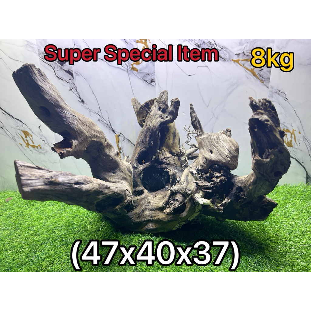 Bonggol Akar kayu santigi laut SULAWESI aquascape berat <10kg