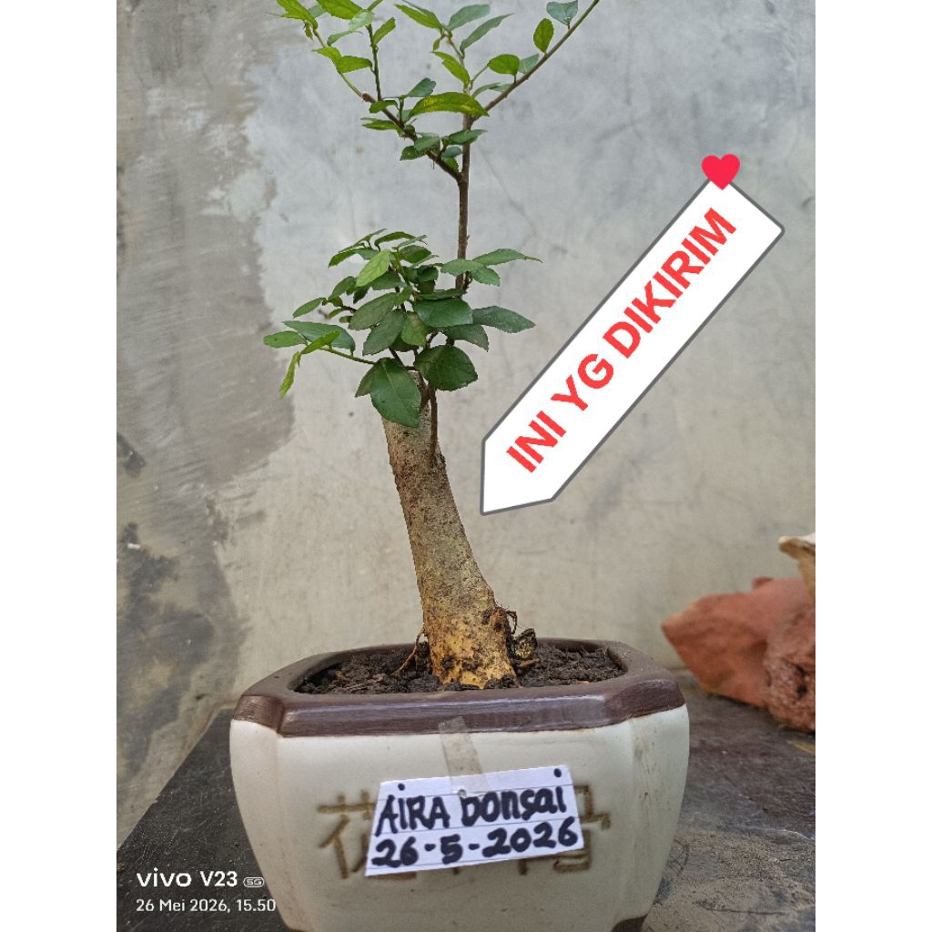 bahan bonsai serut dongkelan sudah hidup